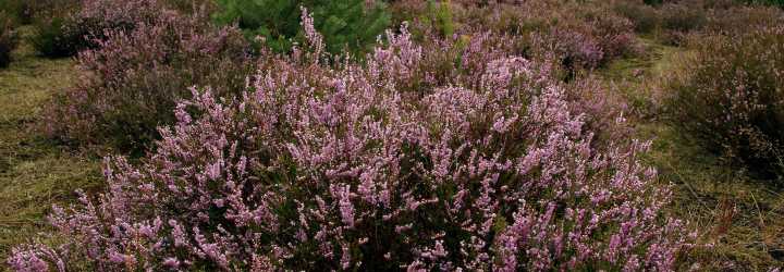 in der Glücksburger Heide