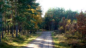 in der Glücksburger Heide