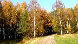 in der Glücksburger Heide