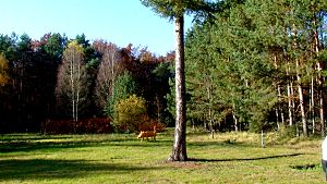 in der Glücksburger Heide