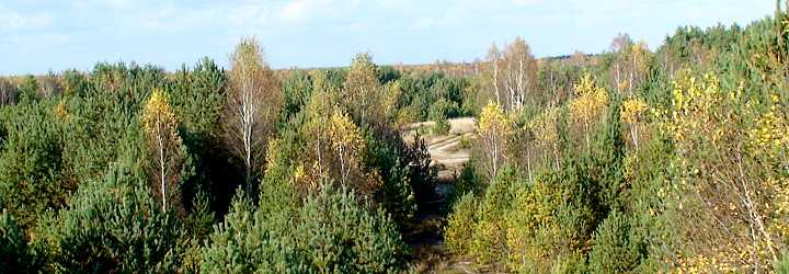 in der Glücksburger Heide am Panzerberg