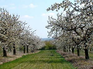 Obstbluete in den Schweinitz Jessener bergen