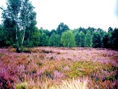 in der Glücksburger Heide